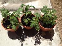 These tomato plants are going to be so happy in their new home on this sunny back porch